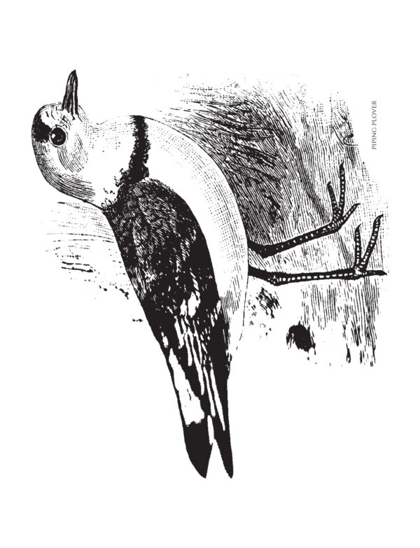 PDF Coloring Through Time Vintage Grayscale Coloring Book: Volume 1 - Image 11