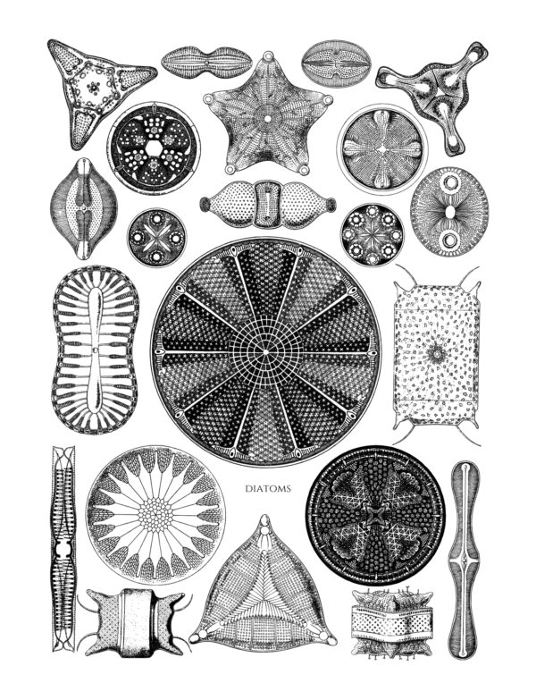 Coloring Through Time Vintage Grayscale Coloring Book: Volume 2 - Image 10